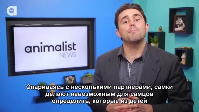 Настоящая причина, по которой животные убивают своих детей смотреть онлайн