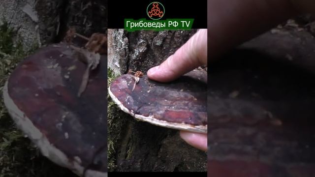 Лекарственный Трутовик окаймлённый - Fomitopsis pinicola смотреть онлайн