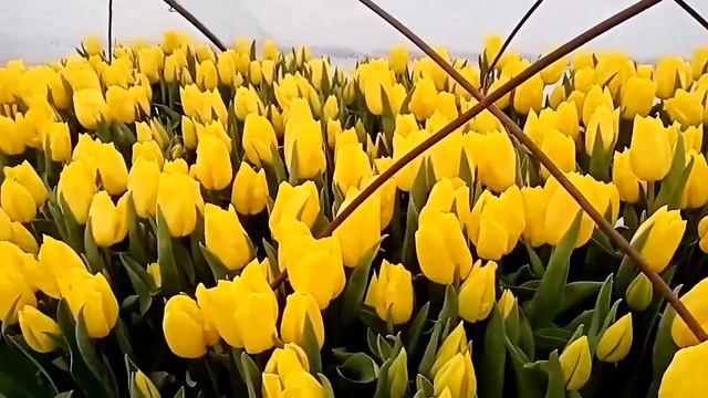 ВЫГОНКА ТЮЛЬПАНОВ! 6 марта смотреть онлайн