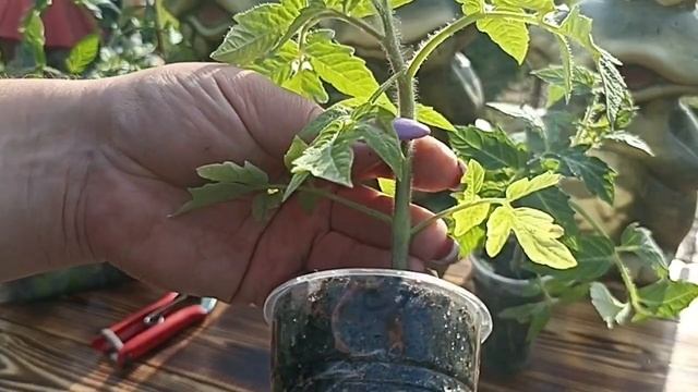 ПЕТУНИЯ ТАЙДАЛ И ТОМАТЫ СИБИРСКАЯ ТРОЙКА ДЛЯ ДОХОДА // ВАЦАП ДЛЯ ЗАКАЗА 8-915-245-81-59 ПИСЬМЕННО смотреть онлайн