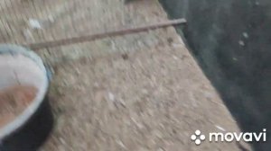 КУЧИНСКИЕ ЦЫПЛЯТА# легко определить пол#курочки #земледелие #цыплята ....