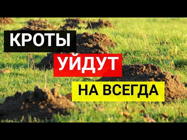 Как избавиться от кротов на участке смотреть онлайн