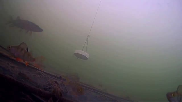 Закрыл Окуней в БАНКЕ! Реакция Щуки и Окуня. Подводная съемка смотреть онлайн