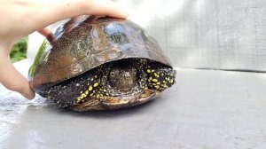 Болотная черепаха... Чем питается и где обитает.