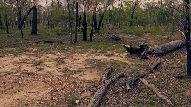 ПУТЕШЕСТВИЕ С МЕТАЛЛОИСКАТЕЛЕМ ✨?️ // ДОБЫЧА ЗОЛОТА В АВСТРАЛИИ // MINELAB GOLD MONSTER 1000 ? смотреть онлайн