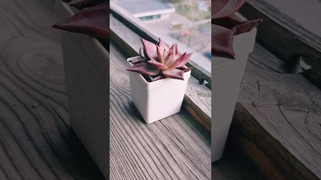 Суккуленты виды: эхеверия Таурус смотреть онлайн