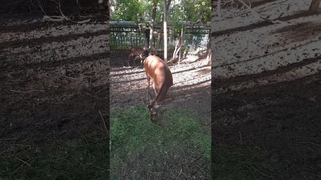 Олень сбросил рога смотреть онлайн
