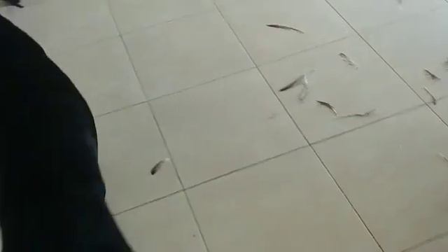 Кто съел голубя