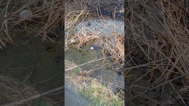 1 часть. Ловка (рыбы,рака,черепах) на ракаловку. смотреть онлайн
