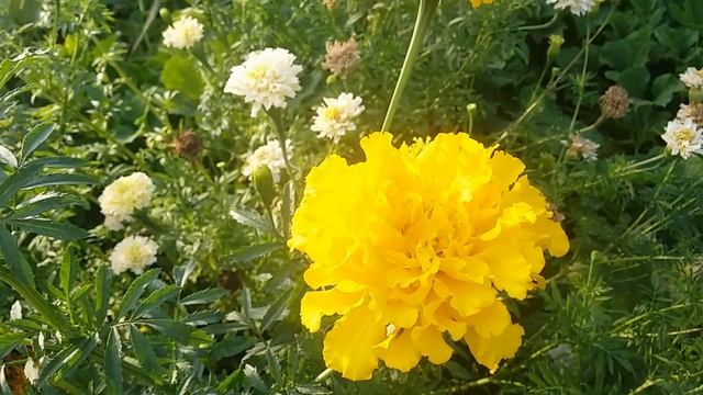 Строительные Рецепты