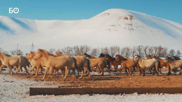 400 лошадей татарской породы приняли участие во флешмобе смотреть онлайн