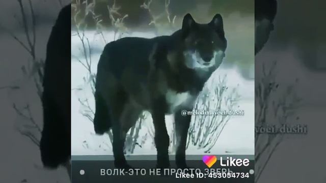 Волк это не просто зверь смотреть онлайн
