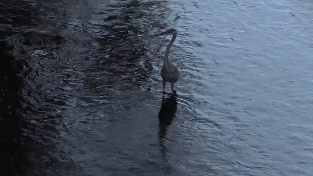 Голубая цапля 2 - Blue Heron, Ducks and Swan on Charles River near dam in South Natick, Mass. смотреть онлайн