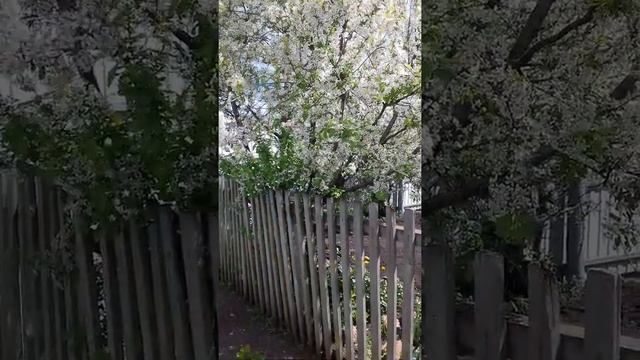 Майская вишня смотреть онлайн