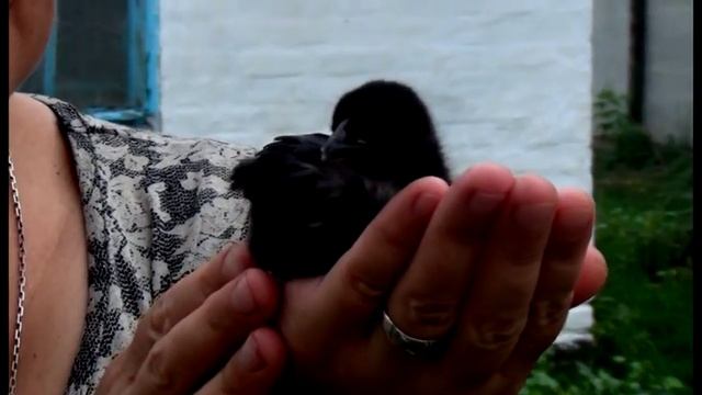 группа Пикник - Настоящие дни/Выше всех (неофициальный клип) смотреть онлайн