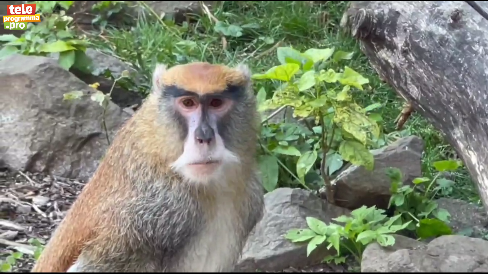 Каких обезьян называют самыми быстрыми и почему смотреть онлайн