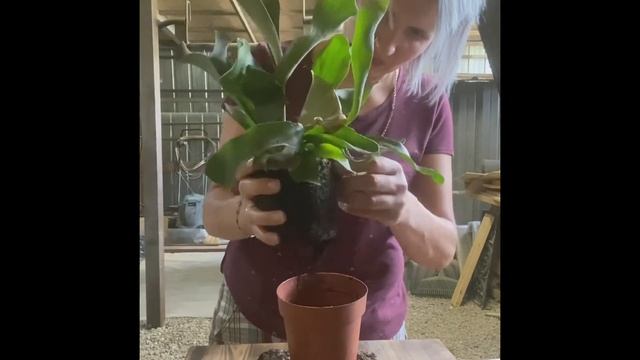 Платицериум. Кашпо на стену своими руками. смотреть онлайн