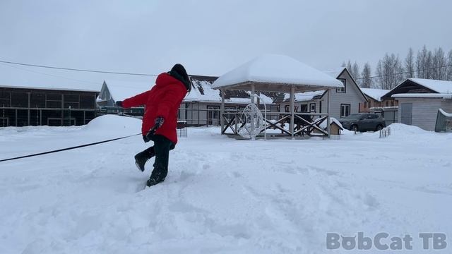 АФРИКАНСКИЙ КОТ В ВОСТОРГЕ ОТ СНЕГА / Барханная кошка Глаша не даёт ни минуты покоя смотреть онлайн