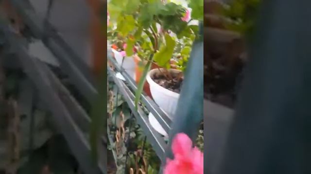 Зор гулар смотреть онлайн