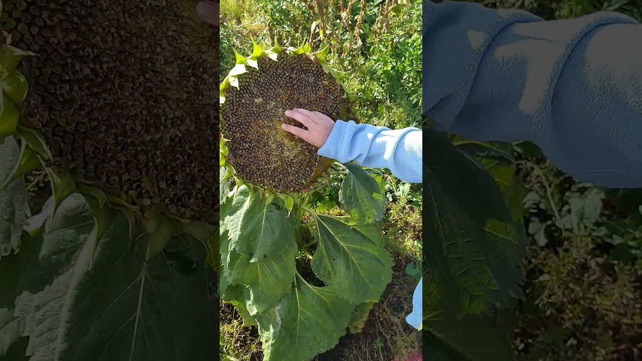 14 августа 2024 г. смотреть онлайн