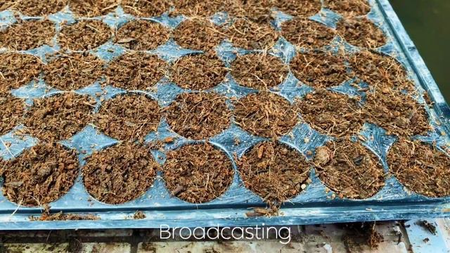 Propagating Anthurium Plowmanii Croat смотреть онлайн