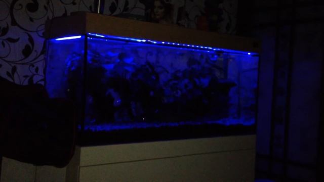 Аквариум с диодной подсветкой LED смотреть онлайн