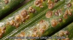 Вредители сливы