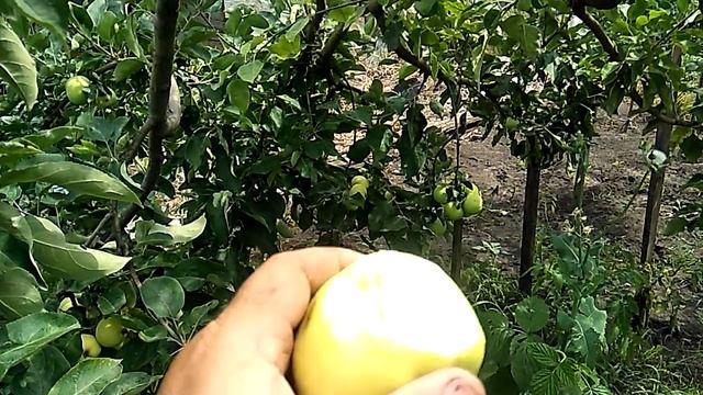 ЯБЛОКИ БЕЛЫЙ НАЛИВ НАЧАЛИ СПЕТЬ !!! смотреть онлайн