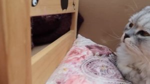 24 ЧАСА В КАРТОННОМ ОТЕЛЕ С КЕВИНОМ И БИЛЛИ! ЛЕПИМ КОТА КЕВИНА + ПРАНК НАД КОТОМ