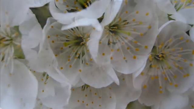 Весна - Spring - Alexander Rybak "Song From A Secret Garden" смотреть онлайн