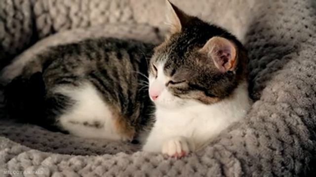 Cute Baby Animals - A Wonderful Journey With Baby Animals And Relaxing Music (Colorfully Dynamic) смотреть онлайн