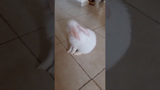 декоративный кролик.умывание😊 смотреть онлайн