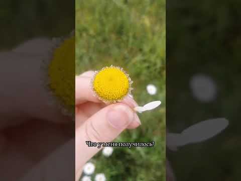 Прогулялась в лес (провожая май+встречая лето) смотреть онлайн