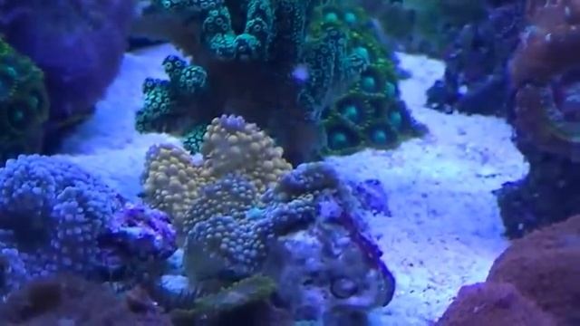 Аквариум(Море,высота 25см) смотреть онлайн