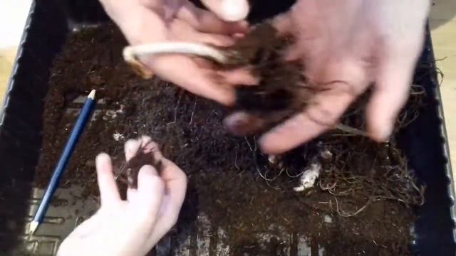 как я из 1 корневища астильбы получила много астильб