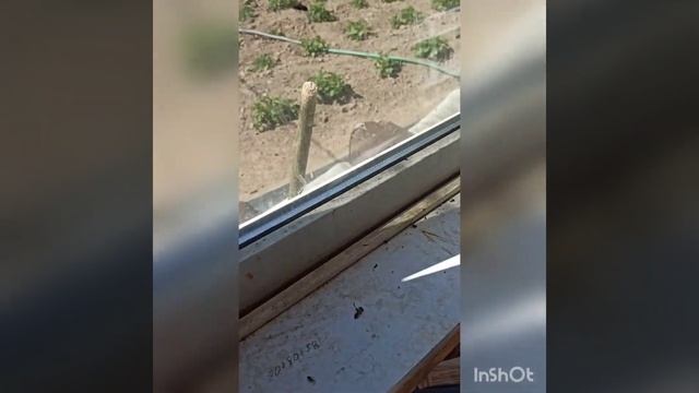 как спасти птицу и животных от мошки, комаров, мух и т. д. смотреть онлайн