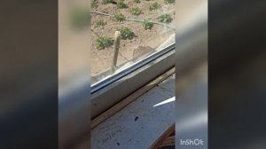 как спасти птицу и животных от мошки, комаров, мух и т. д.