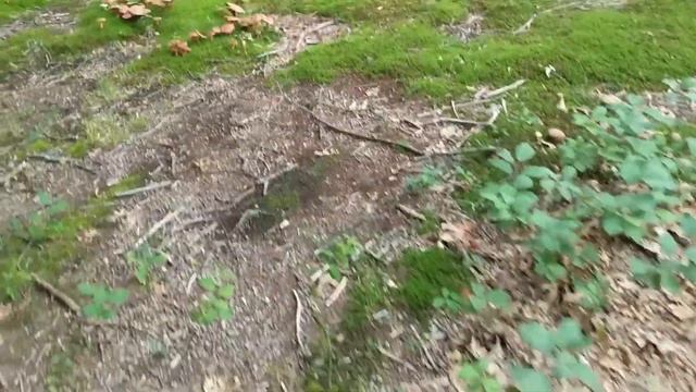 The hugest find of Boletes in Massachusetts смотреть онлайн
