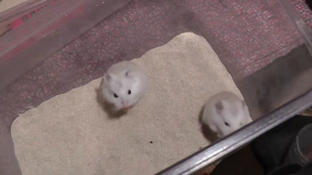 Хомяки Роборовского Рокус "К", самцы, 22 дня смотреть онлайн