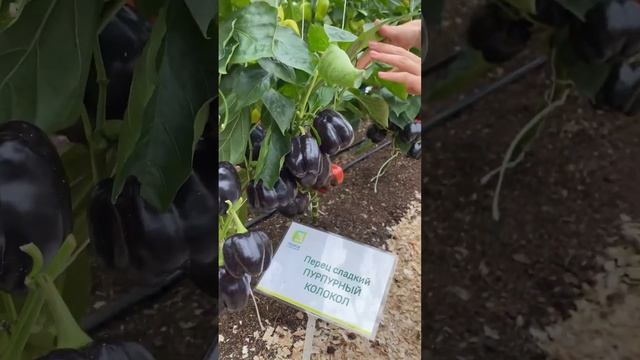 Хорошая товарность, вкусовые качества?перец сладкий Пурпурный колокол?обзор УСАДЬБА-СЕМЕНА смотреть онлайн