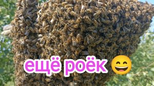 Расширение пасеки Роями! Пчеловодство!