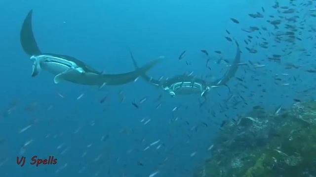 Продиджи рингтон смотреть онлайн