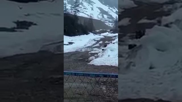 В Якутии вахтовики взорвали медведя..mp4 смотреть онлайн