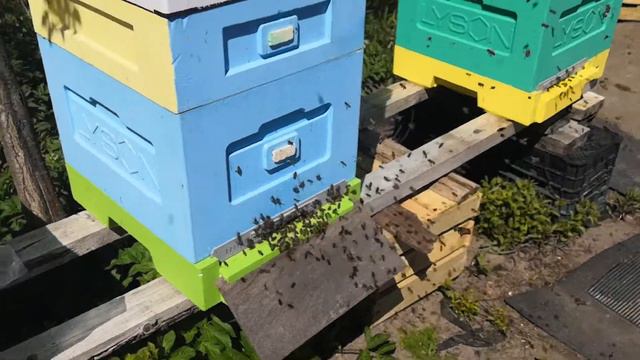 Пчелы есть, а мёда нет. 😀😀 смотреть онлайн