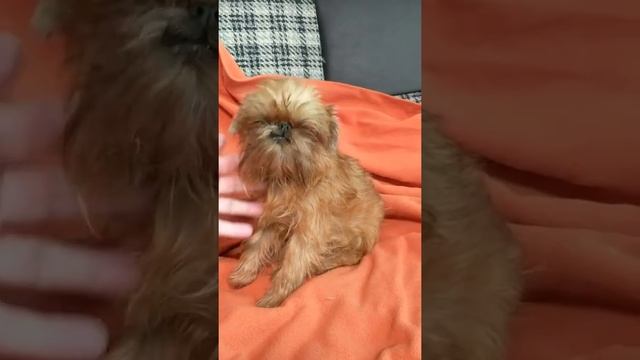 Brussels Griffon Izzy, Брюссельский гриффон Иззи смотреть онлайн
