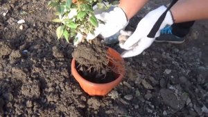 комнатные розы : пересадка из открытого грунта в горшки. transplant miniature roses