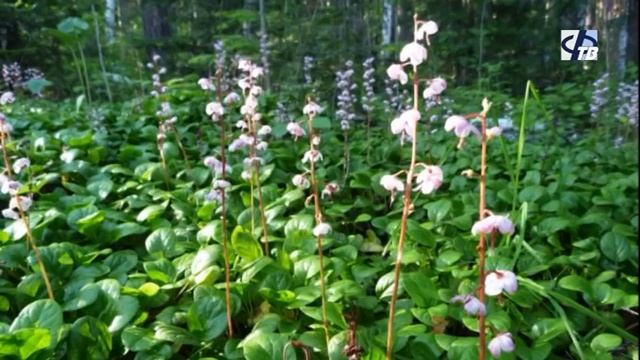 Травница О. П. Евдокимова расскажет, как укрепить иммунитет смотреть онлайн