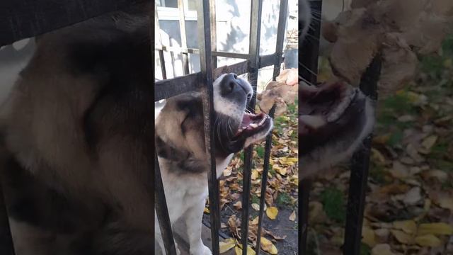 Алабай Джек. Мясо ласкает Джека))) смотреть онлайн