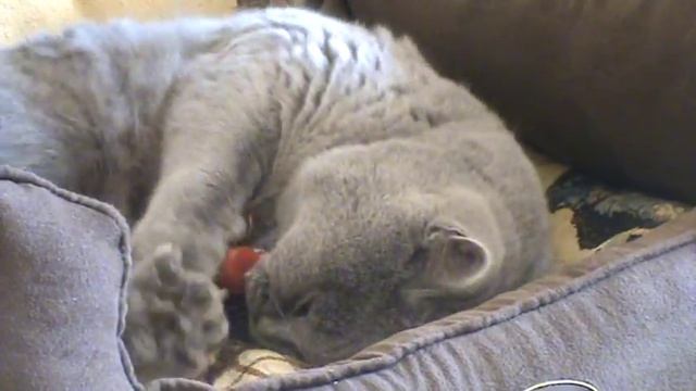 Британская кошка на видео. смотреть онлайн