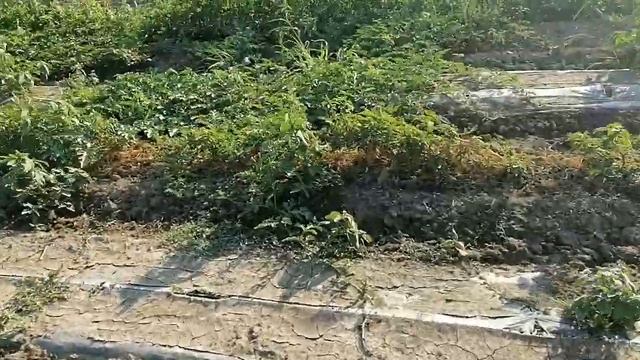 Арбуз бедуин 20 июля (2020) смотреть онлайн